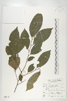 藏品(山紅柿)的圖片