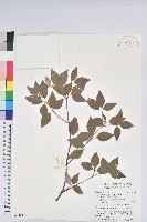 藏品(守城滿山紅、馬禮士杜鵑)的圖片