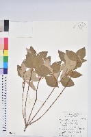 藏品(守城滿山紅、馬禮士杜鵑)的圖片