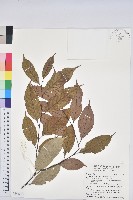 藏品(大葉苦櫧)的圖片