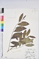 藏品(裡白饅頭果)的圖片