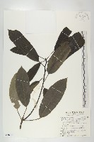 藏品(奧氏虎皮楠)的圖片