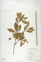 藏品(杜英、山杜英、蘭嶼杜英)的圖片