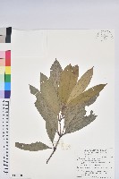 藏品(西施花)的圖片