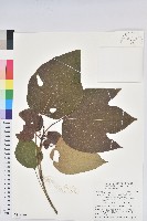 藏品(廣東油桐、皺桐)的圖片