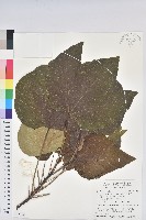 藏品(廣東油桐、皺桐)的圖片