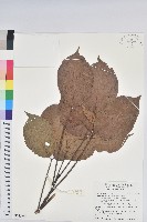 藏品(茄苳、重陽木)的圖片