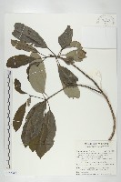 藏品(奧氏虎皮楠)的圖片