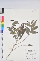 藏品(裡白饅頭果)的圖片