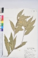 藏品(三斗石櫟)的圖片