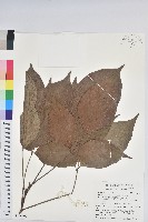 藏品(茄苳、重陽木)的圖片