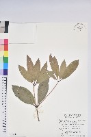 藏品(西施花)的圖片