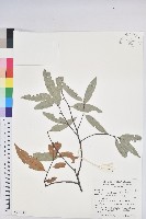 藏品(火燒柯、栲樹)的圖片