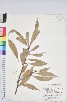 藏品(短尾葉石櫟、嶺南柯`東南石櫟)的圖片