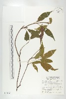 藏品(薯豆)的圖片