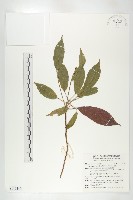 藏品(薯豆)的圖片