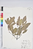 藏品(捲斗櫟)的圖片