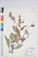 藏品(火燒柯、栲樹)的圖片