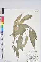 藏品(杏葉石櫟、校栗、校櫟)的圖片