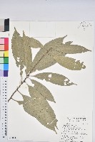 藏品(短尾葉石櫟、嶺南柯`東南石櫟)的圖片