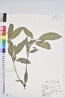 藏品(捲斗櫟)的圖片