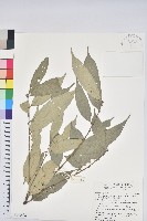 藏品(杏葉石櫟、校栗、校櫟)的圖片