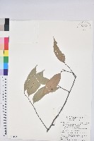 藏品(長尾尖葉櫧)的圖片