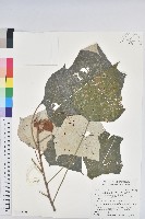 藏品(白匏子)的圖片