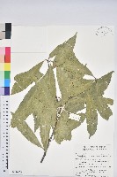 藏品(三斗石櫟)的圖片