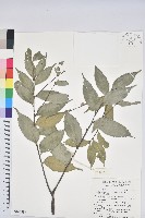 藏品(烏來柯、楒、淋漓)的圖片