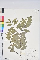 藏品(烏來柯、楒、淋漓)的圖片