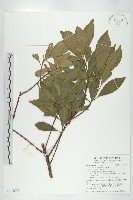 藏品(杜英、山杜英、蘭嶼杜英)的圖片