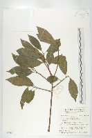 藏品(山紅柿)的圖片