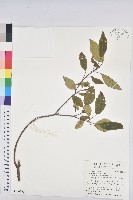 藏品(白臼)的圖片