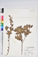 藏品(紅毛杜鵑)的圖片