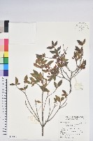 藏品(紅毛杜鵑)的圖片