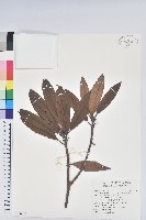 藏品(森氏杜鵑、森氏滿江紅)的圖片