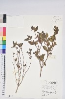 藏品(紅毛杜鵑)的圖片