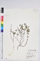 藏品(高山白珠樹)的圖片