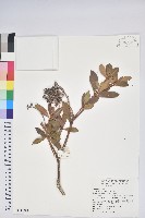 藏品(臺灣馬醉木)的圖片