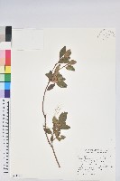 藏品(紅毛杜鵑)的圖片