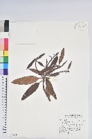 藏品(森氏杜鵑、森氏滿江紅)的圖片