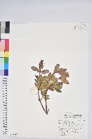 藏品(臺灣馬醉木)的圖片