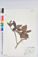 藏品(森氏杜鵑、森氏滿江紅)的圖片