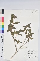 藏品(紅毛杜鵑)的圖片
