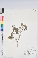 藏品(紅毛杜鵑)的圖片