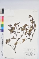 藏品(紅毛杜鵑)的圖片