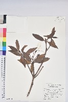 藏品(森氏杜鵑、森氏滿江紅)的圖片