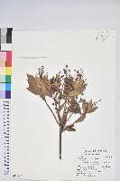 藏品(臺灣馬醉木)的圖片