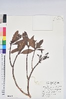 藏品(森氏杜鵑、森氏滿江紅)的圖片